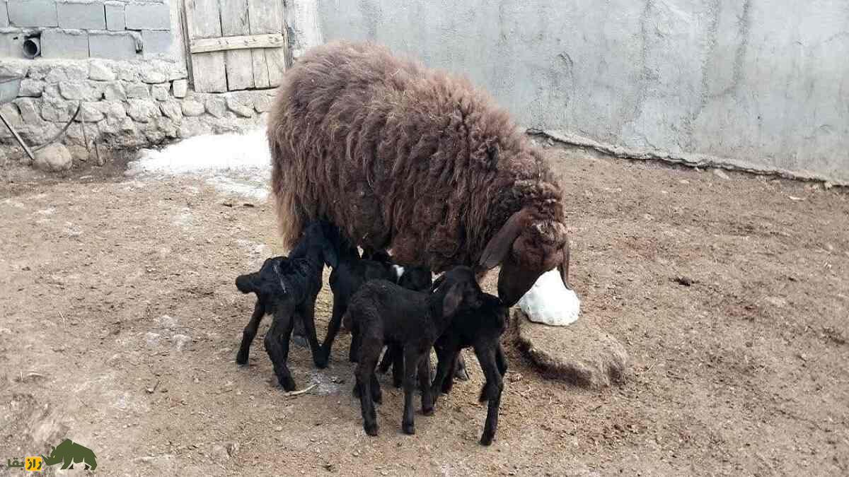 گوسفند افشاری؛ گوسفندی با ۱۰۰ کیلو وزن که گل سرسبد تمام گوسفندان ایران است