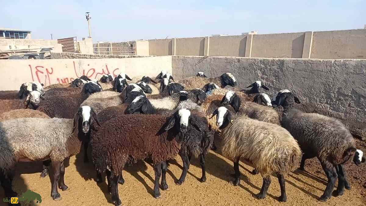 گوسفند افشاری؛ گوسفندی با ۱۰۰ کیلو وزن که گل سرسبد تمام گوسفندان ایران است