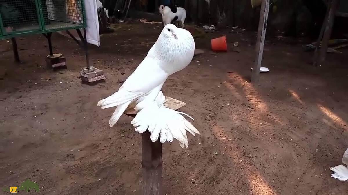 کفتر برونر پوتر؛ کبوتری از جمهوری چک که گردن ندارد کفتر برونر پوتر؛ کبوتری از جمهوری چک که گردن ندارد