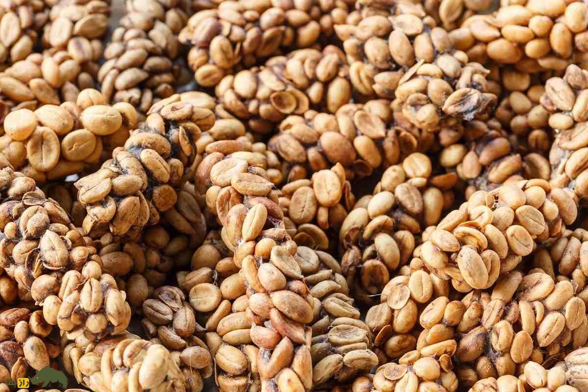 زُباد نخلی آسیایی؛ گربهای که مدفوعش گرانترین قهوه دنیا با هر کیلو ۸۰ میلیون تومان است زُباد نخلی آسیایی؛ گربهای که مدفوعش گرانترین قهوه دنیا با هر کیلو ۸۰ میلیون تومان است