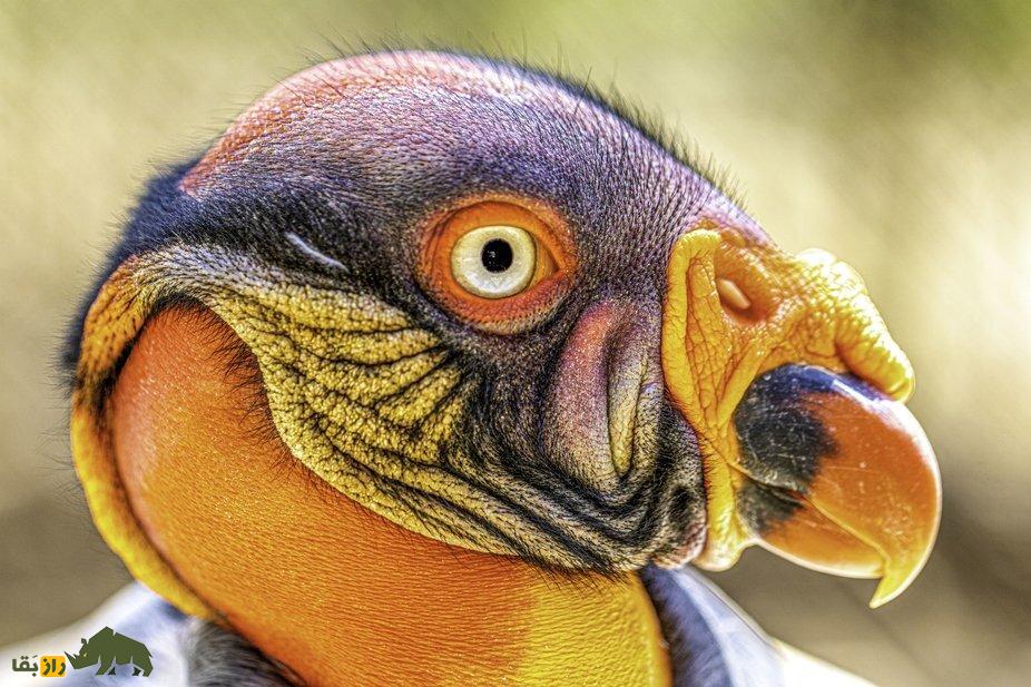 شاهکرکس؛ زیباترین لاشخور دنیا که پرنده ملی کاستاریکاست شاهکرکس؛ زیباترین لاشخور دنیا که پرنده ملی کاستاریکاست