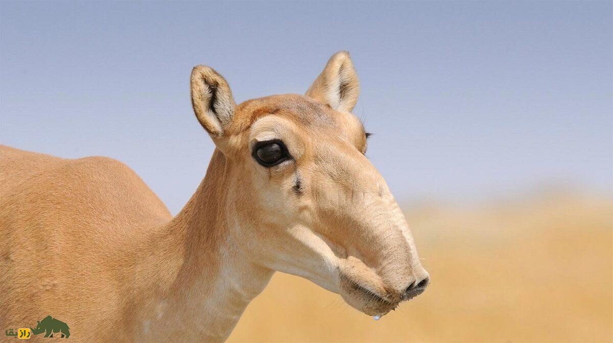 سایگا؛ بز کوهی عجیب و غریب که بینیاش دقیقا مانند رادیاتور عمل میکند سایگا؛ بز کوهی عجیب و غریب که بینیاش دقیقا مانند رادیاتور عمل میکند
