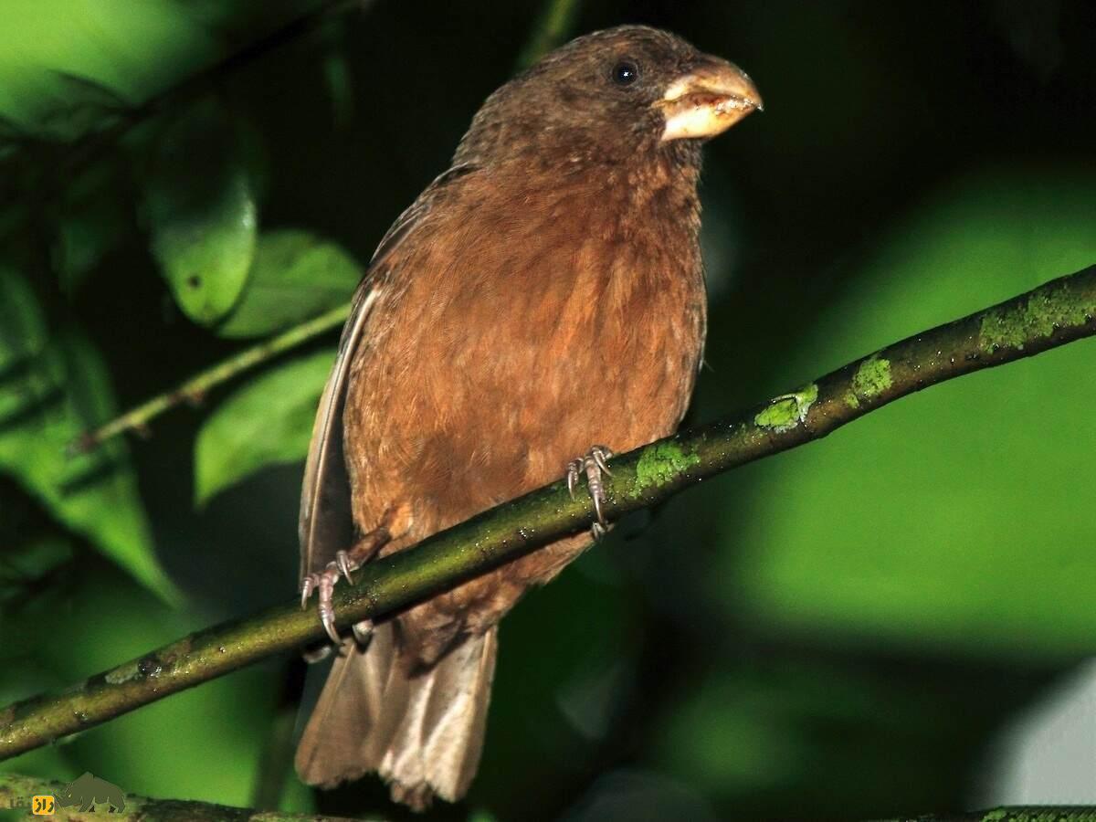 قناری سائوتومه؛ قناری تیره‌رنگی که بزرگترین و کمیاب‌ترین قناری دنیاست