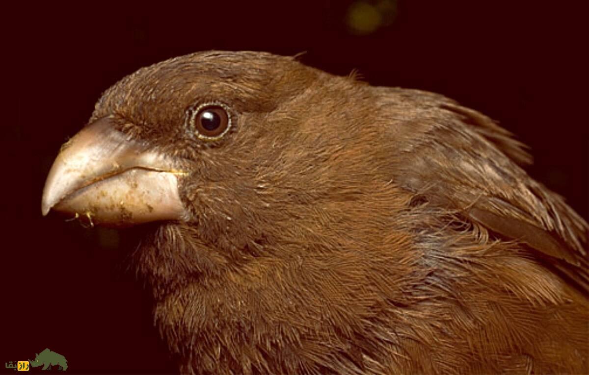 قناری سائوتومه؛ قناری تیره‌رنگی که بزرگترین و کمیاب‌ترین قناری دنیاست