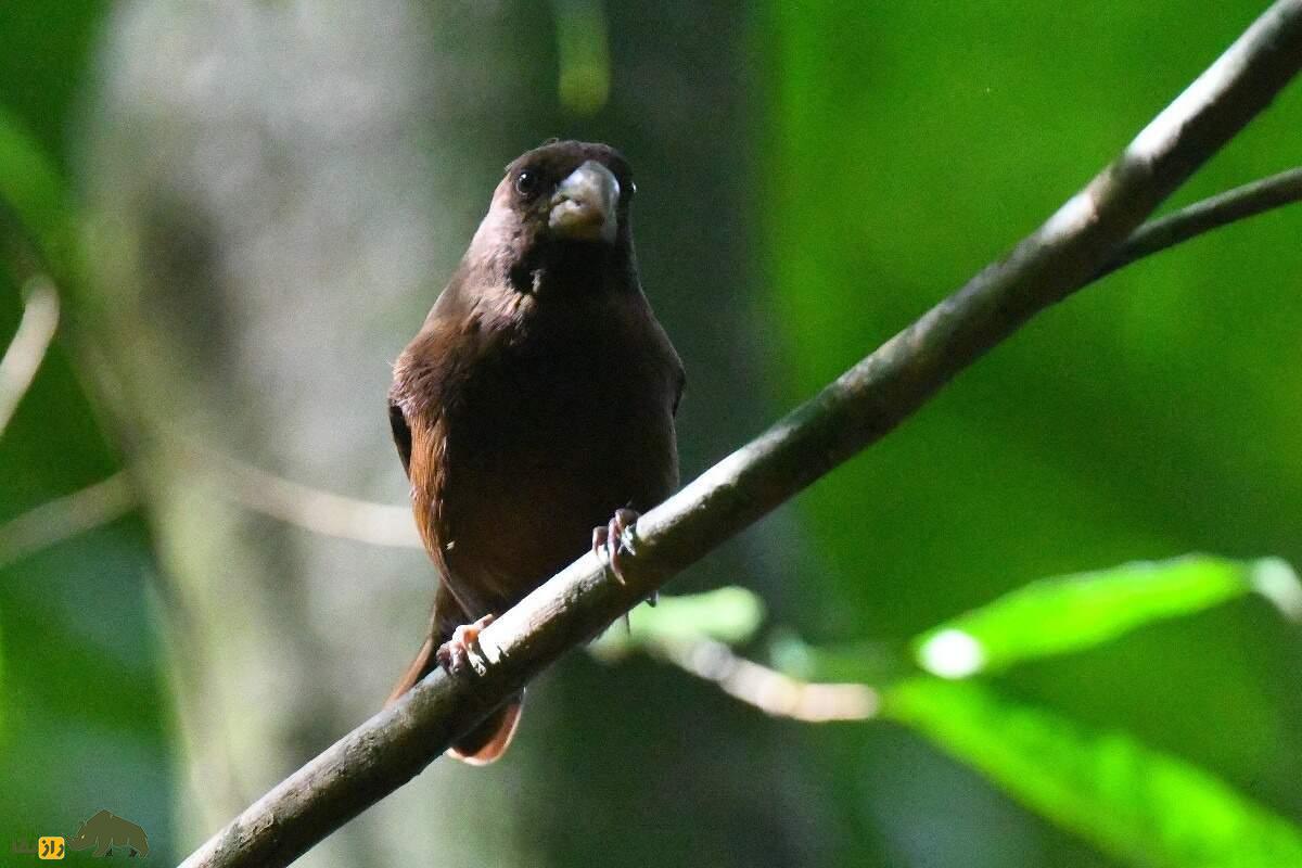 قناری سائوتومه؛ قناری تیره‌رنگی که بزرگترین و کمیاب‌ترین قناری دنیاست