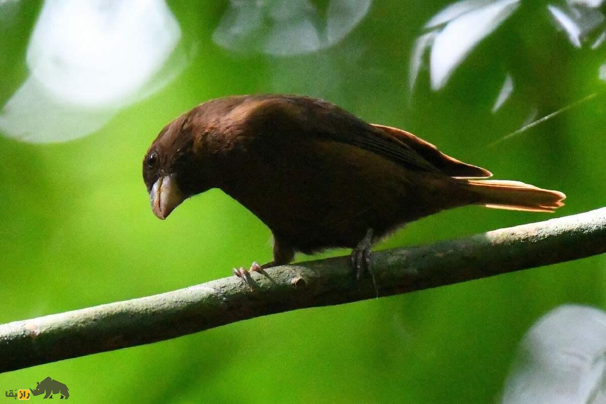 قناری سائوتومه؛ قناری تیره‌رنگی که بزرگترین و کمیاب‌ترین قناری دنیاست