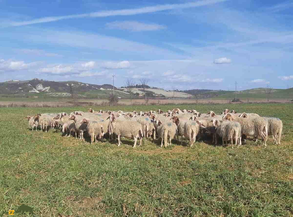 کومیسانا؛ بهترین گوسفند شیری ایتالیا که در سیسیل حکم طلا دارد