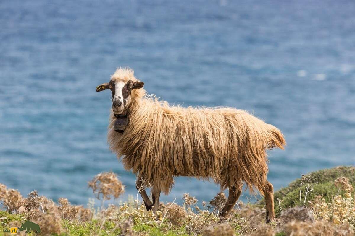 همه چیز درباره گوسفند (Sheep)؛ انواع نژادهای گوسفند ایرانی و خارجی را بشناسید همه چیز درباره گوسفند (Sheep)؛ انواع نژادهای گوسفند ایرانی و خارجی را بشناسید