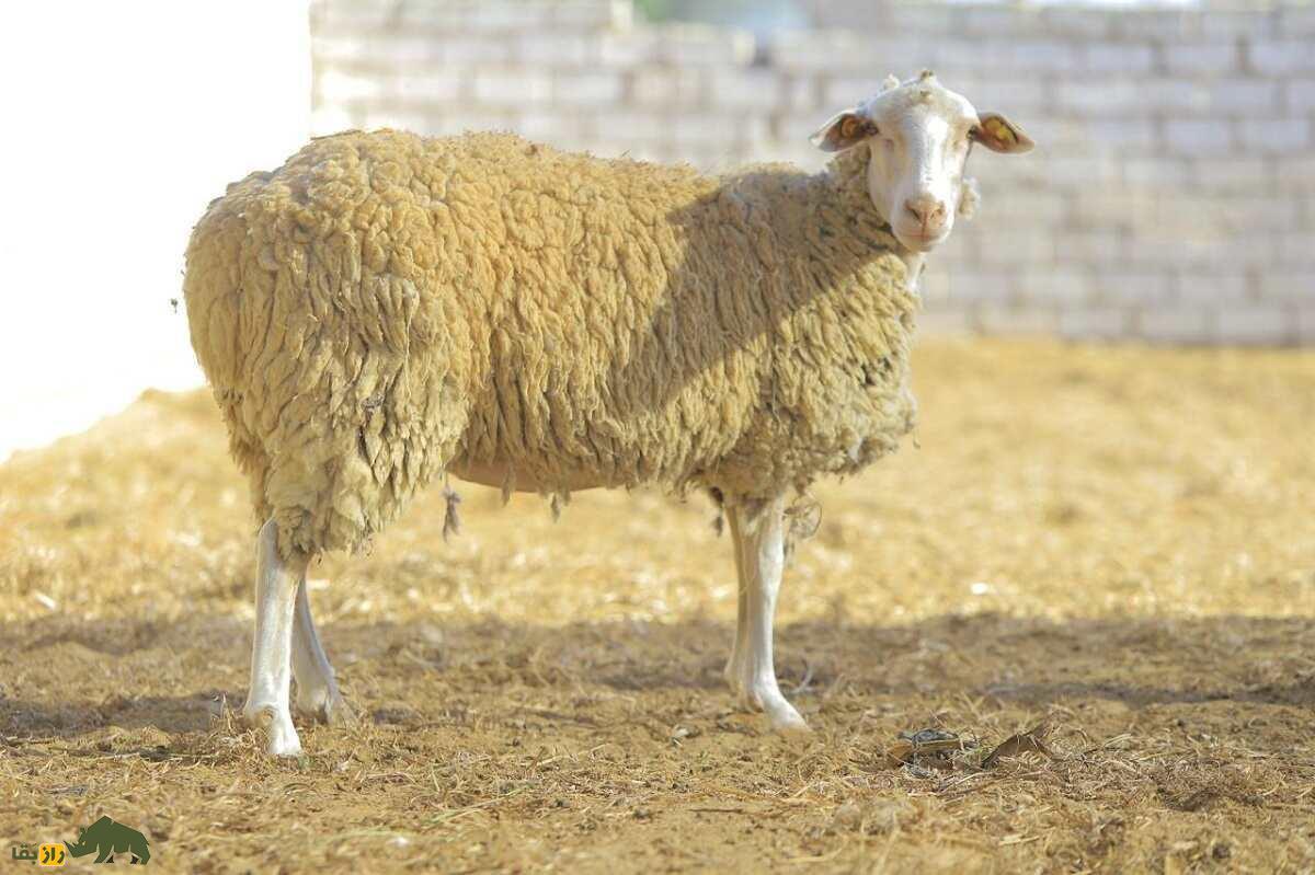 همه چیز درباره گوسفند (Sheep)؛ انواع نژادهای گوسفند ایرانی و خارجی را بشناسید گوسفند لاکون