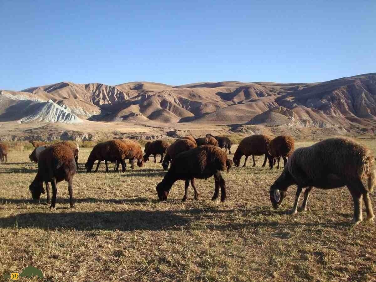 همه چیز درباره گوسفند (Sheep)؛ انواع نژادهای گوسفند ایرانی و خارجی را بشناسید گوسفند افشاری
