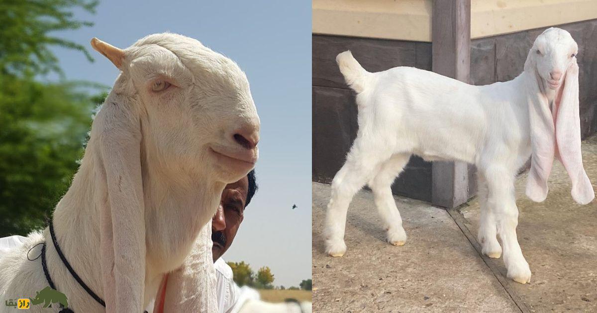 بز گُلابی؛ بز پاکستانی با گوش‌هایی شبیه حوله حمام که رکورددار درازترین گوش جهان است!