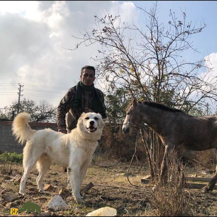 سگ سنگسر یا سگ مازنی؛ سگ معروف به «کوهپیما» که صورتی شبیه خرس دارد