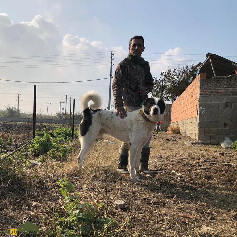 سگ سنگسر یا سگ مازنی؛ سگ معروف به «کوهپیما» که صورتی شبیه خرس دارد