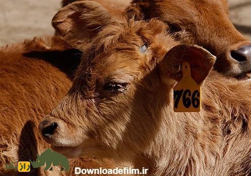 گاو سرابی؛ گاو ایرانی معروف به» گاو کوهستان» که ۲۴۰۰ کیلوگرم شیر می‌دهد