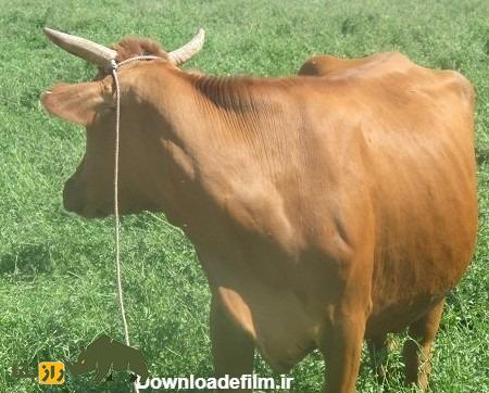 گاو سرابی؛ گاو ایرانی معروف به» گاو کوهستان» که ۲۴۰۰ کیلوگرم شیر می‌دهد