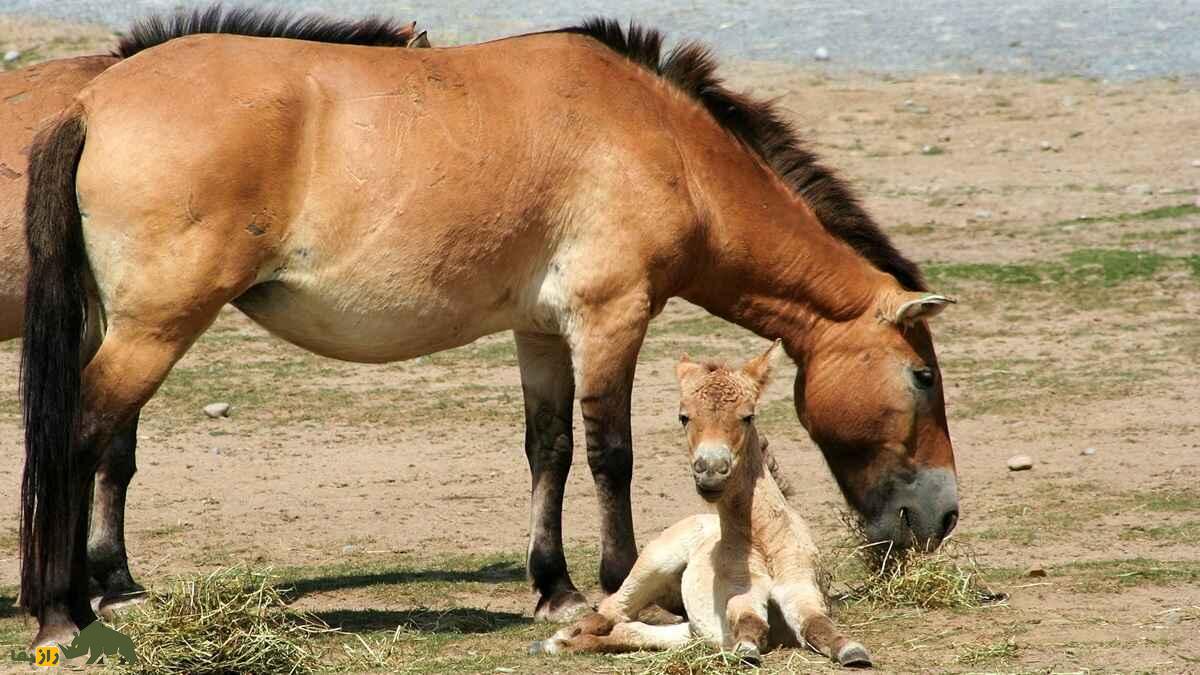 اسب شوالسکی یا تاخی؛ تنها اسب واقعا وحشی جهان که حیوان مقدس مغولستان است اسب شوالسکی یا تاخی؛ تنها اسب واقعا وحشی جهان که حیوان مقدس مغولستان است
