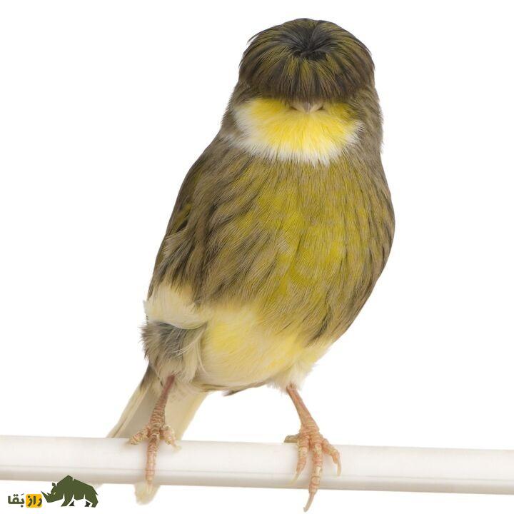 قناری گلاستر؛ قناری زیبایی که تاج سرش شبیه مو‌های گروه «بیتلز» است