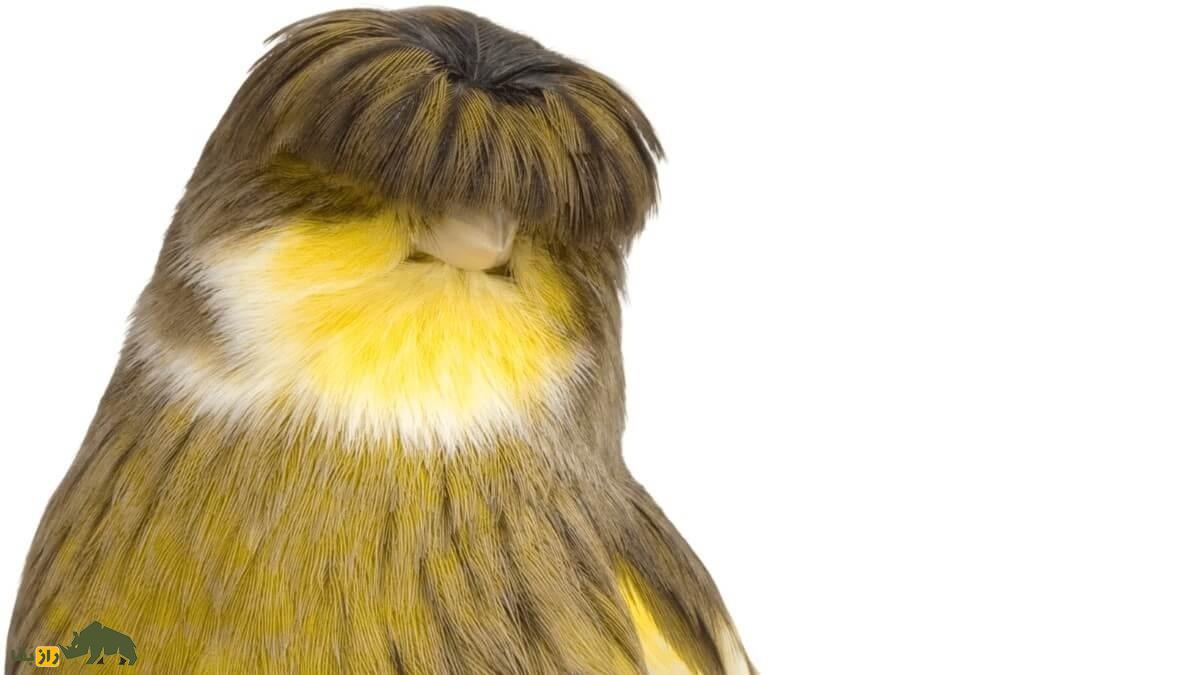 قناری گلاستر؛ قناری زیبایی که تاج سرش شبیه مو‌های گروه «بیتلز» است