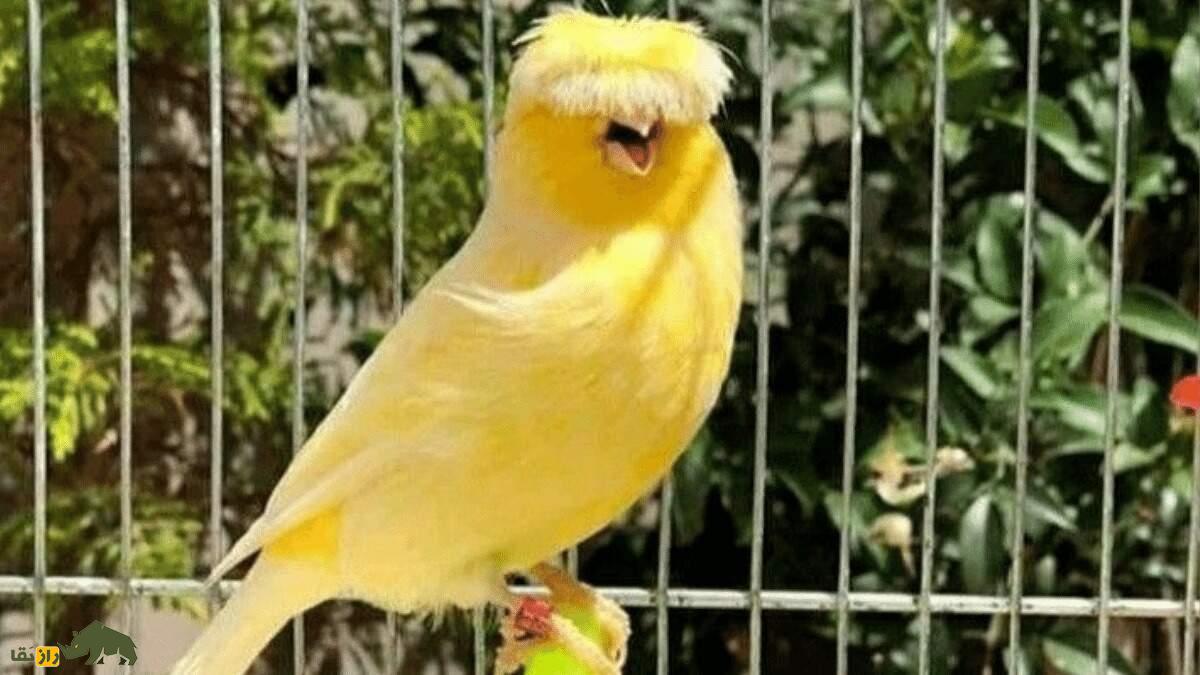 قناری گلاستر؛ قناری زیبایی که تاج سرش شبیه مو‌های گروه «بیتلز» است