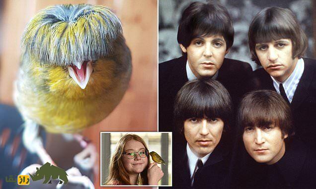 قناری گلاستر؛ قناری زیبا با مدل موی کاسه‌ای که خاص‌ترین قناری دنیاست