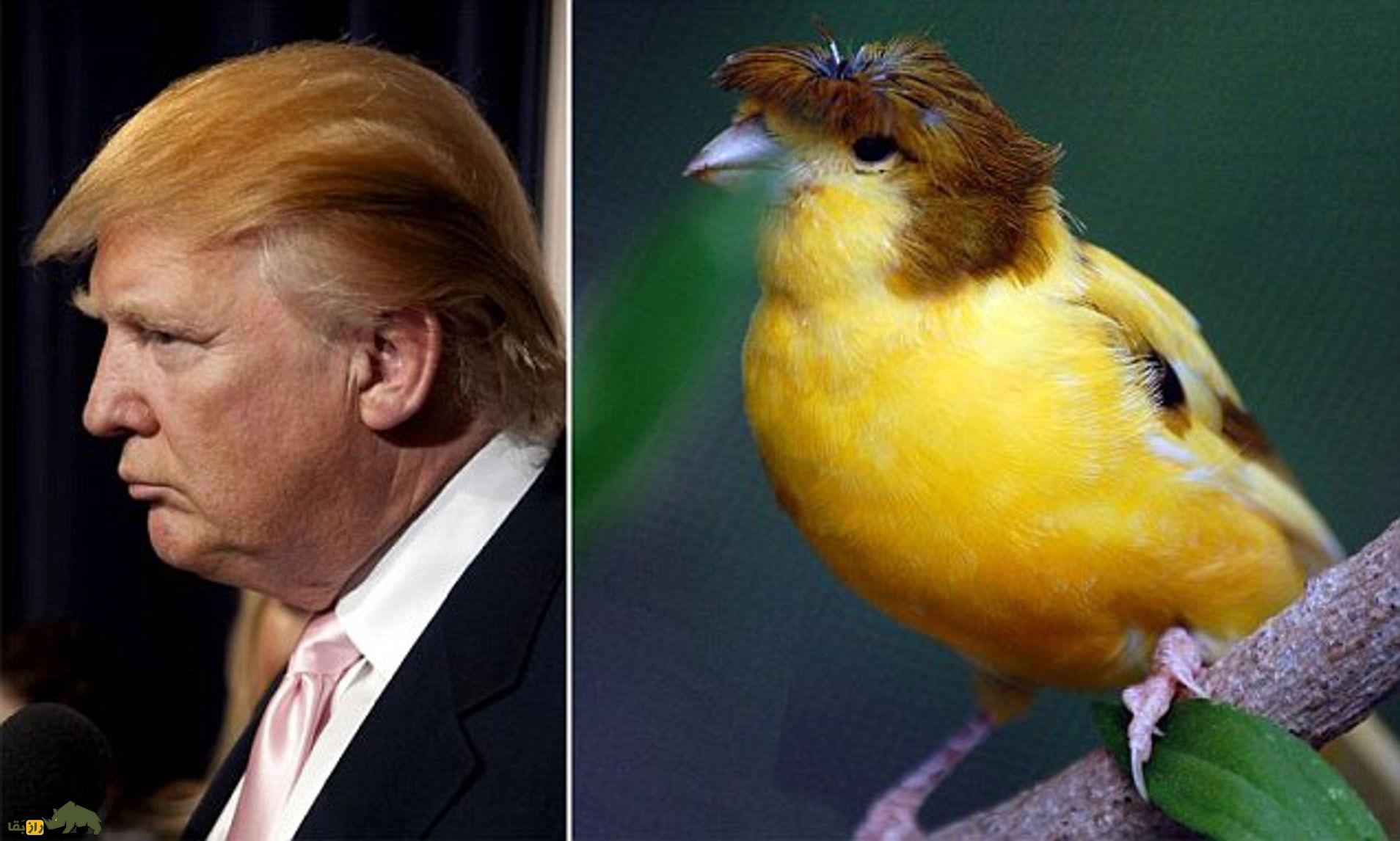 قناری گلاستر؛ قناری زیبا با مدل موی کاسه‌ای که خاص‌ترین قناری دنیاست