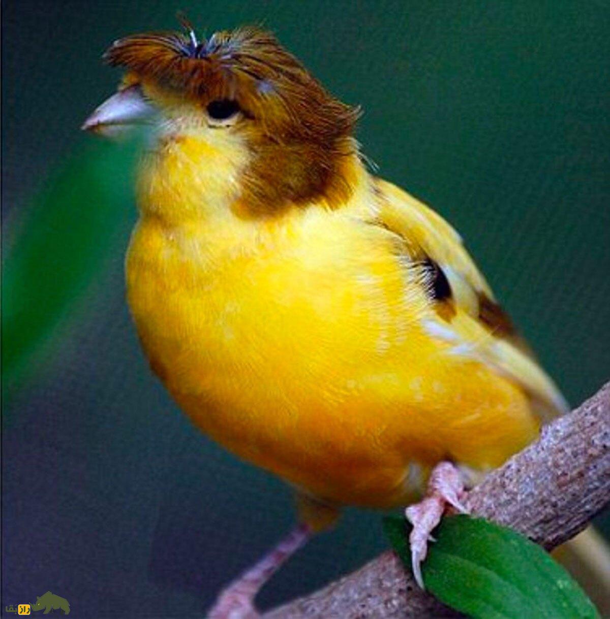 قناری گلاستر؛ خاص‌ترین قناری دنیا که شبیه دونالد ترامپ است!