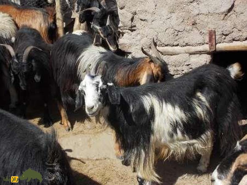 بز رائینی؛ بز کرمانی که بهترین تولیدکننده کرک در جهان است