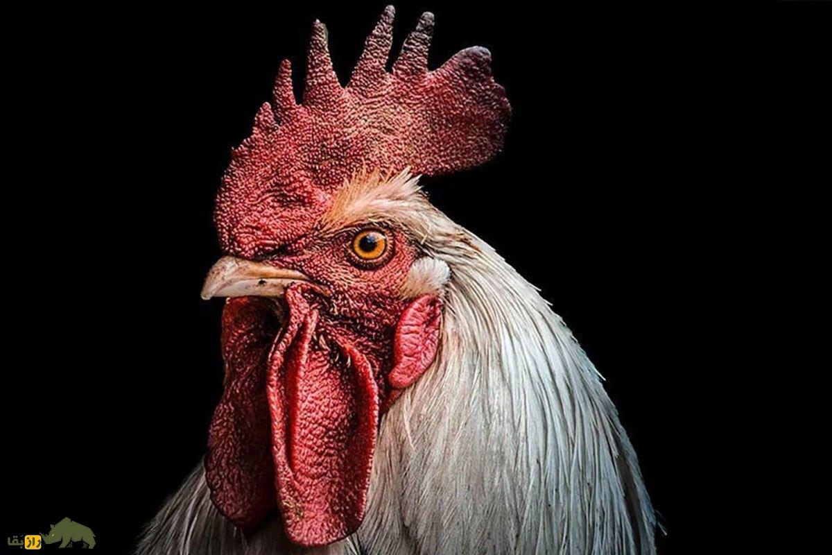چرا خروس‌ها «غبغب» و تاج دارند؟