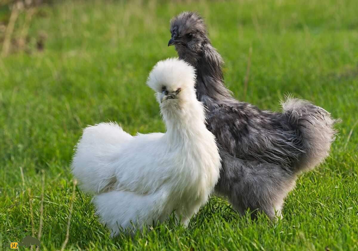 خروس سیلکی؛ خروسی با شکل و شمایل عجیب که تمام بدنش کرک و پر است خروس سیلکی؛ خروسی با شکل و شمایل عجیب که تمام بدنش کرک و پر است