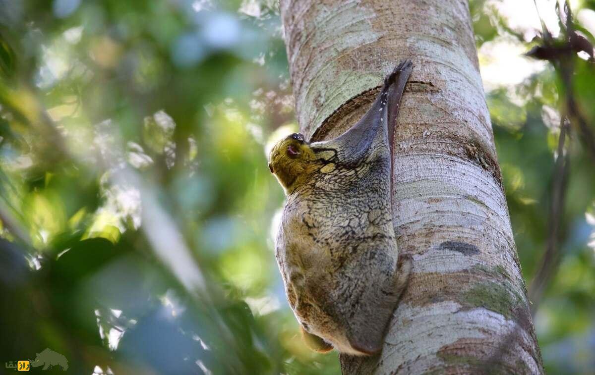 «کولوگو» یا «میمون جهنده»؛ پستاندار عجیبی که پرواز میکند و شبیه میمون و خفاش است «کولوگو» یا «میمون جهنده»؛ پستاندار عجیبی که پرواز میکند و شبیه میمون و خفاش است