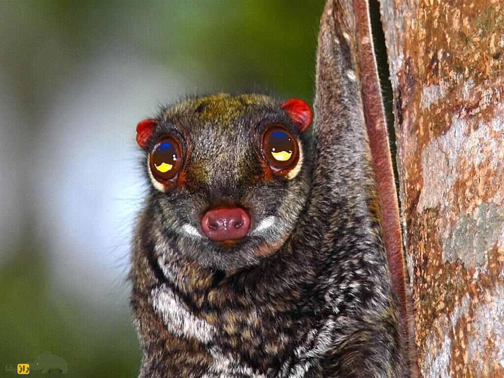 «کولوگو» یا «میمون جهنده»؛ پستاندار عجیبی که پرواز میکند و شبیه میمون و خفاش است «کولوگو» یا «میمون جهنده»؛ پستاندار عجیبی که پرواز میکند و شبیه میمون و خفاش است