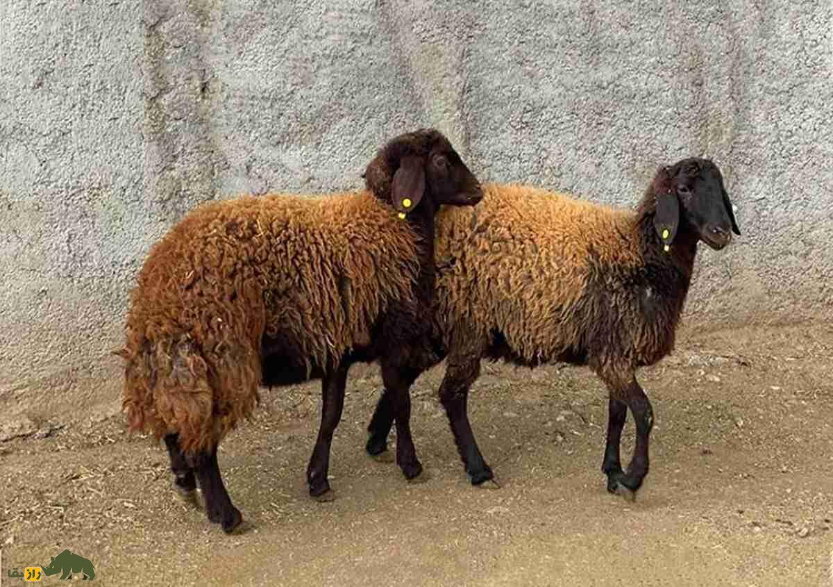 گوسفند سنگسری؛ گوسفند ۷۰ کیلوگرمی که بهترین نوع گوشت را دارد