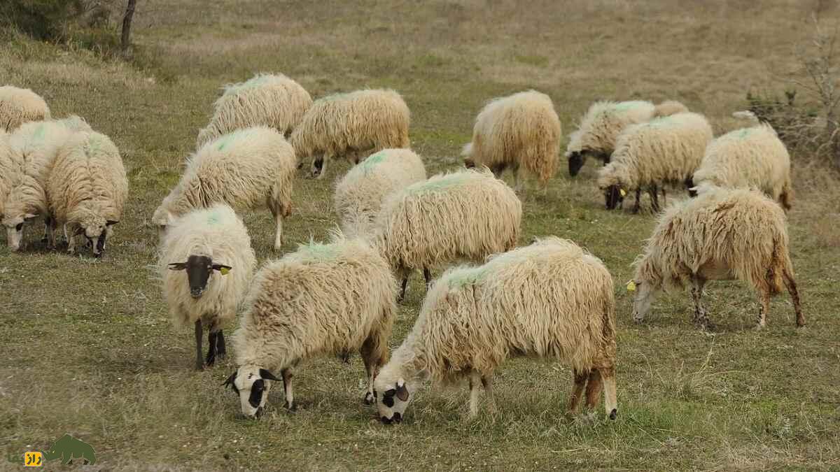 گوسفند پرامنکا؛ گوسفند بوسنیایی که دم بلند و بهترین پنیر دنیا را دارد