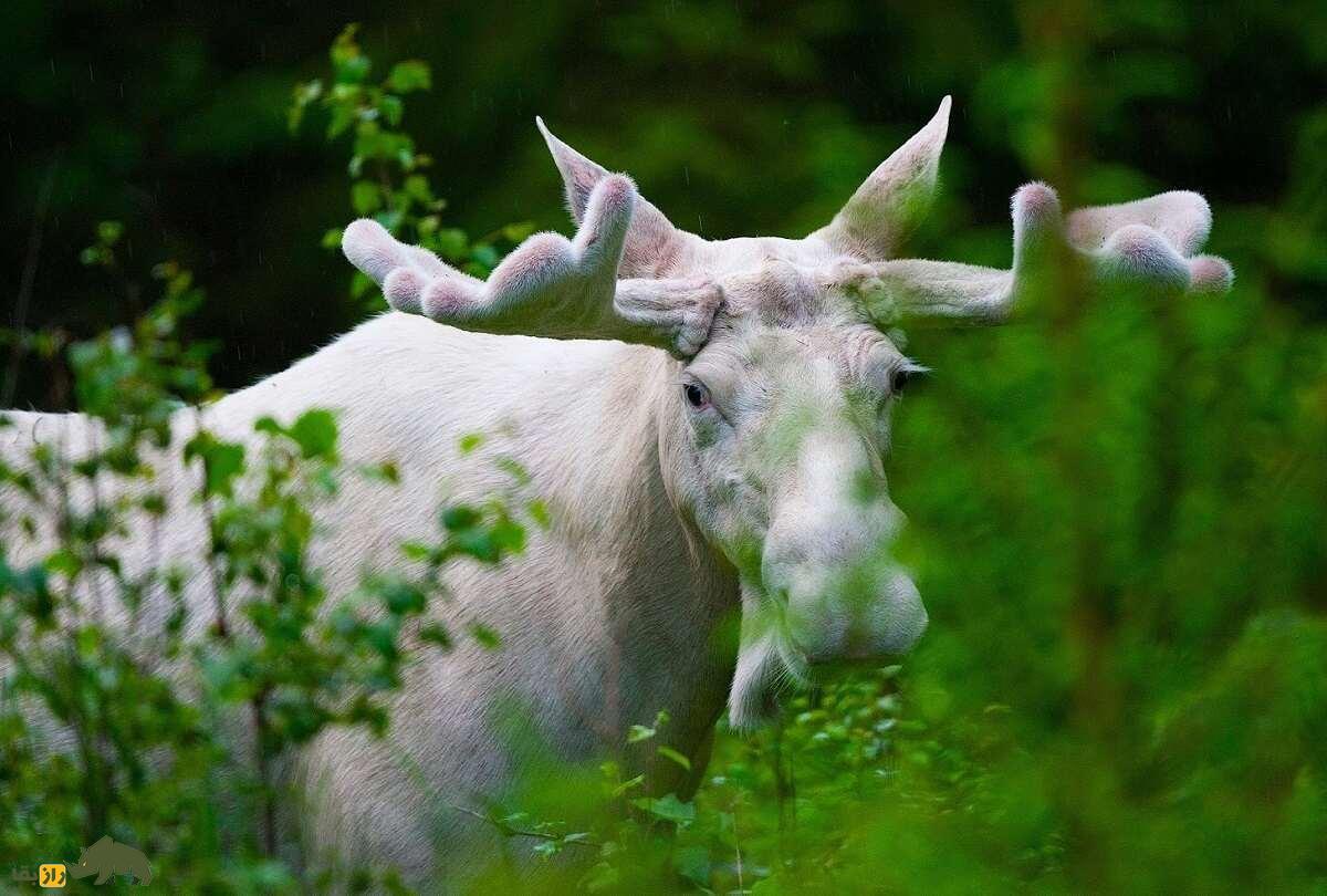 گوزن شمالی سفید؛ کمیابترین و زیباترین گوزن جهان که فقط خوششانسها آن را میبینند