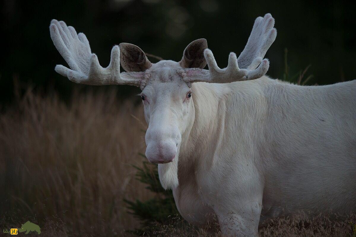 گوزن شمالی سفید یا گوزن آلبینو؛ گوزن سفیدی که زیباترین گوزن جهان است گوزن شمالی سفید یا گوزن آلبینو؛ گوزن سفیدی که زیباترین گوزن جهان است
