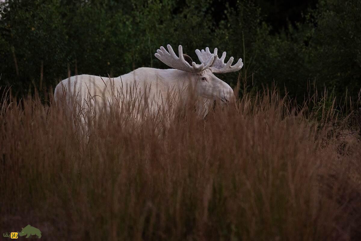 گوزن شمالی سفید یا گوزن آلبینو؛ گوزن سفیدی که زیباترین گوزن جهان است گوزن شمالی سفید یا گوزن آلبینو؛ گوزن سفیدی که زیباترین گوزن جهان است
