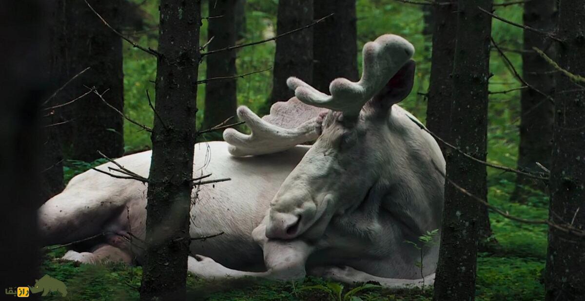 گوزن شمالی سفید یا گوزن آلبینو؛ گوزن سفیدی که زیباترین گوزن جهان است گوزن شمالی سفید یا گوزن آلبینو؛ گوزن سفیدی که زیباترین گوزن جهان است