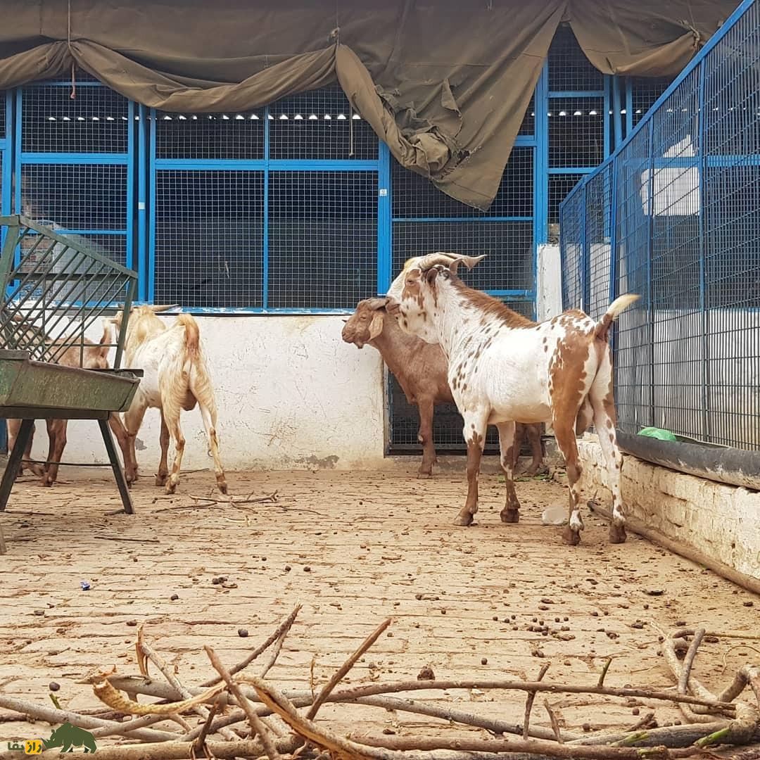 بز بَربری یا بَری؛ بز پاکستانی که کلفت‌ترین ریش جهان را دارد