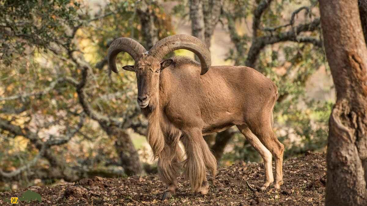 گوسفند بربری؛ گوسفند باستانی آفریقایی که بلندترین ریش جهان را دارد گوسفند بربری؛ گوسفند باستانی آفریقایی که بلندترین ریش جهان را دارد