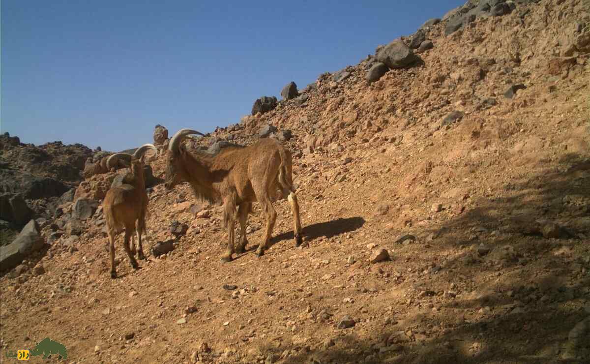 گوسفند بربری؛ گوسفند باستانی آفریقایی که بلندترین ریش جهان را دارد گوسفند بربری؛ گوسفند باستانی آفریقایی که بلندترین ریش جهان را دارد