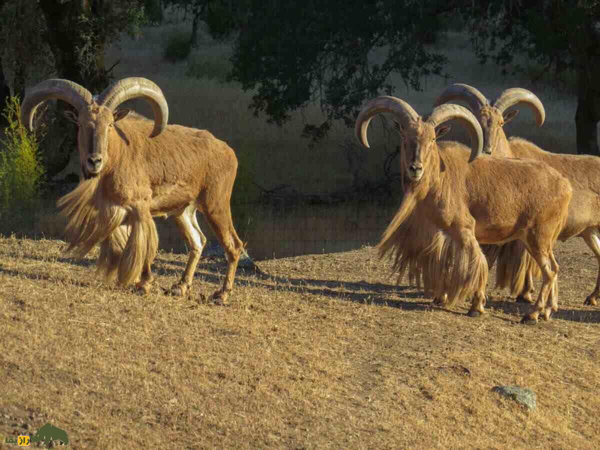 گوسفند بربری؛ گوسفند باستانی آفریقایی که بلندترین ریش جهان را دارد گوسفند بربری؛ گوسفند باستانی آفریقایی که بلندترین ریش جهان را دارد