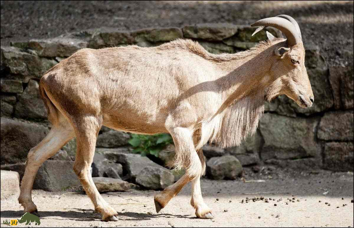 گوسفند بربری؛ گوسفند باستانی آفریقایی که بلندترین ریش جهان را دارد گوسفند بربری؛ گوسفند باستانی آفریقایی که بلندترین ریش جهان را دارد