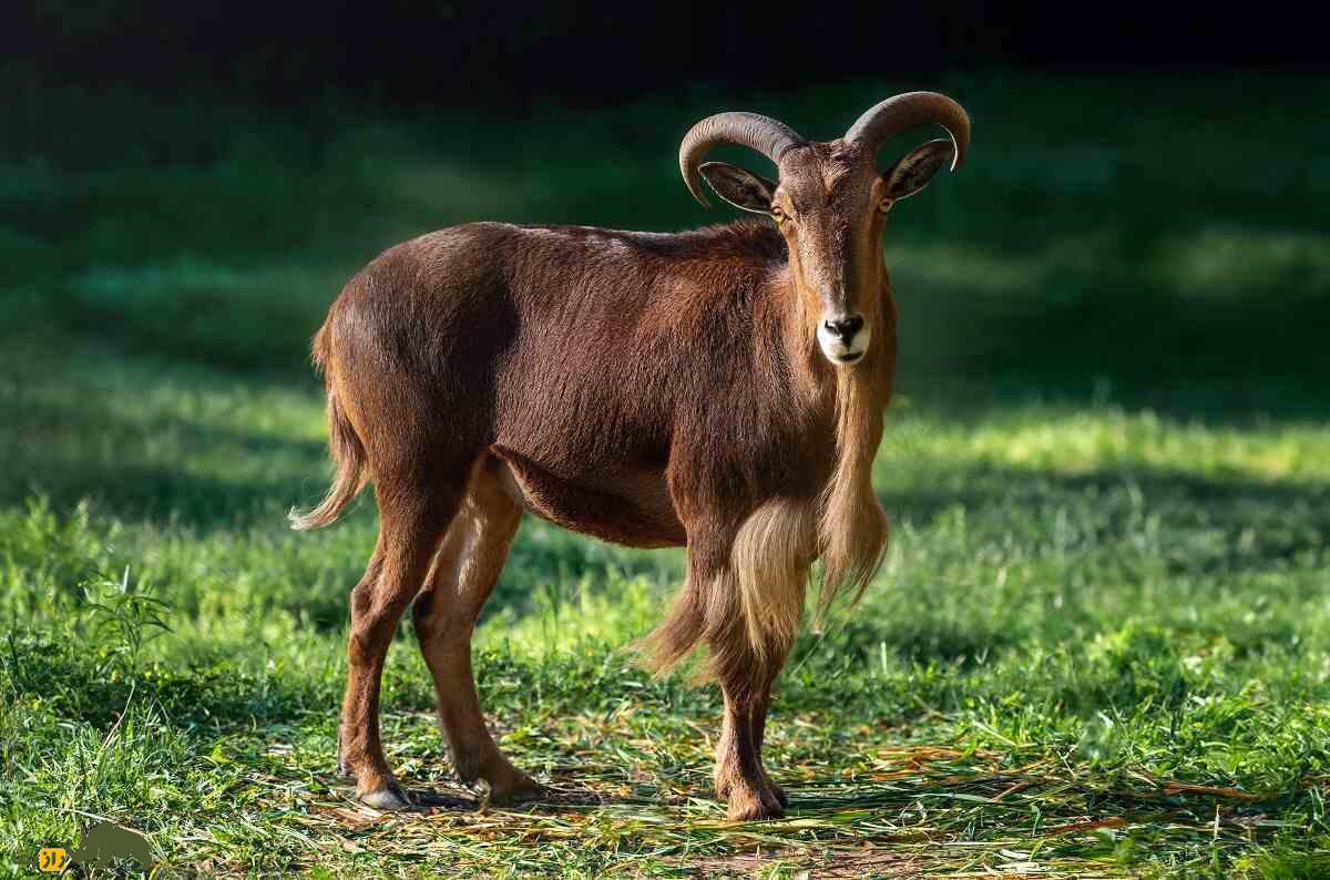 گوسفند بربری؛ گوسفند باستانی آفریقایی که بلندترین ریش جهان را دارد گوسفند بربری؛ گوسفند باستانی آفریقایی که بلندترین ریش جهان را دارد
