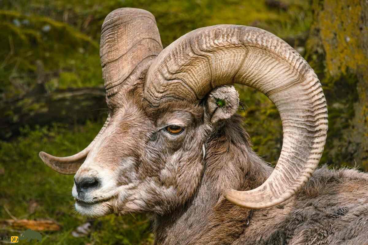گوسفند بزرگشاخ؛ گوسفند باستانی ۷۵۰ هزار ساله که وزن شاخ آن ۱۵ کیلوگرم است گوسفند بزرگشاخ؛ گوسفند باستانی ۷۵۰ هزار ساله که وزن شاخ آن ۱۵ کیلوگرم است