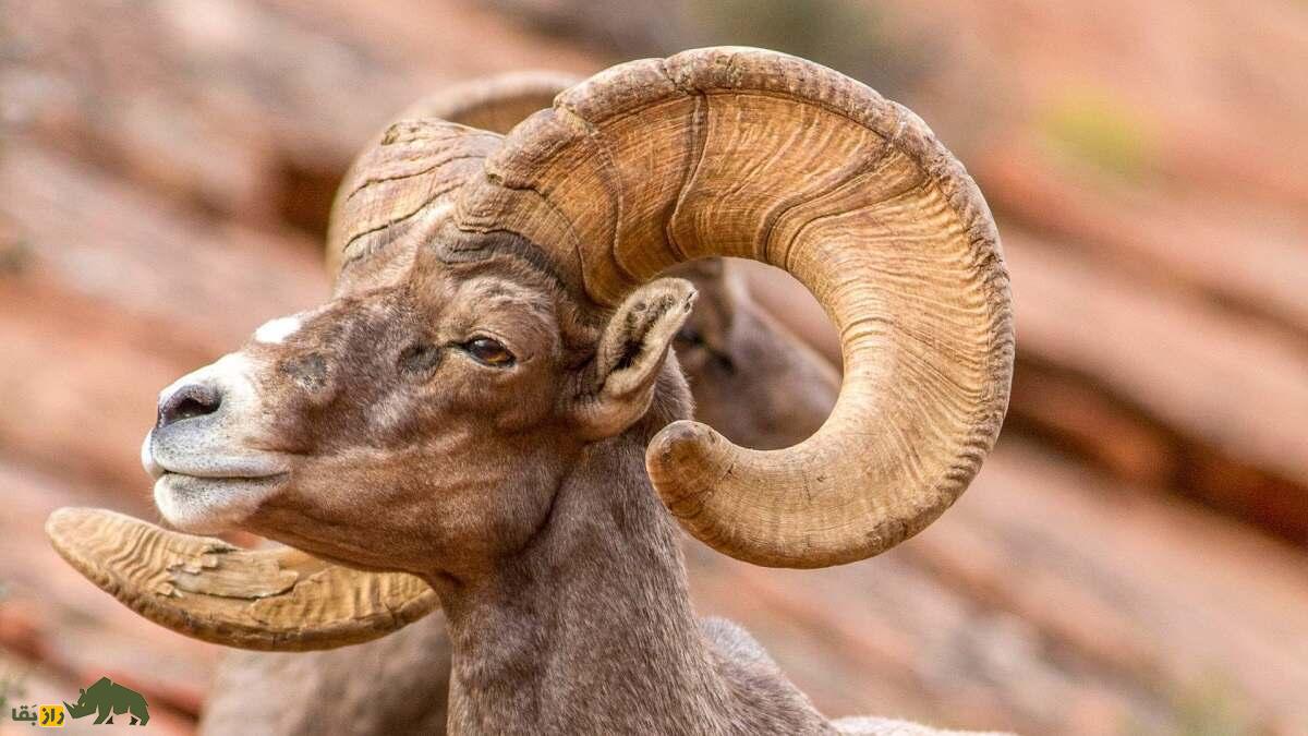 گوسفند بزرگشاخ؛ گوسفند باستانی ۷۵۰ هزار ساله که وزن شاخ آن ۱۵ کیلوگرم است گوسفند بزرگشاخ؛ گوسفند باستانی ۷۵۰ هزار ساله که وزن شاخ آن ۱۵ کیلوگرم است