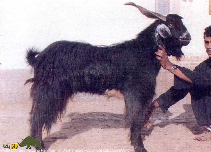 بز چاپار؛ بز پاکستانی که موی بلندش شهره خاص و عام است بز چاپار؛ بز پاکستانی که موی بلندش شهره خاص و عام است
