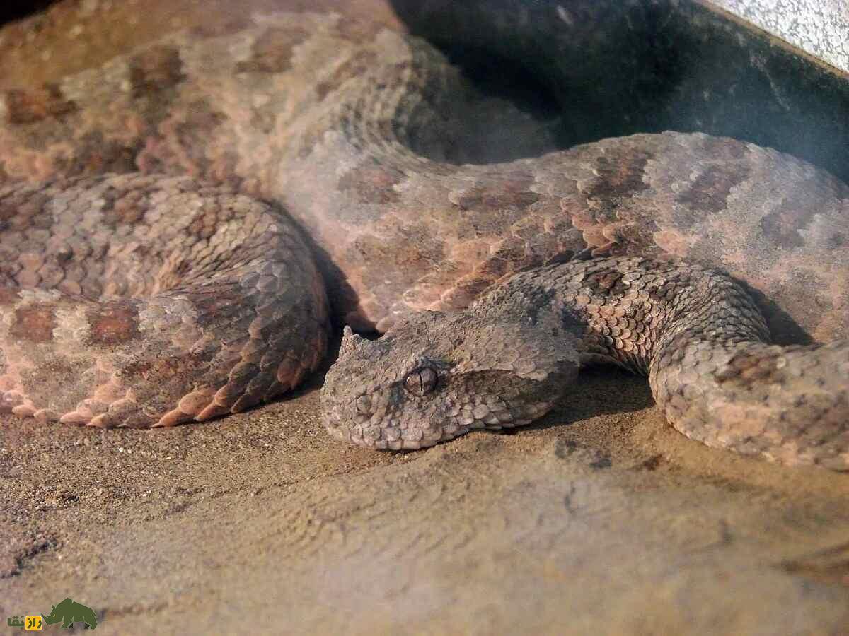 عجیبترین مارهای دنیا؛ از مار نخی تا افعی مودار! عجیبترین مارهای دنیا؛ از مار نخی تا افعی مودار!