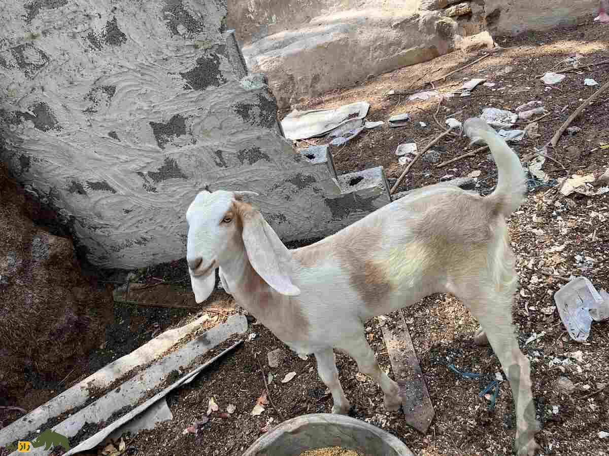 بز عدنی؛ بز بوشهری که روزی ۲ کیلو شیر می‌دهد و دامداران عرب خلیج فارس در به در دنبال آن هستند