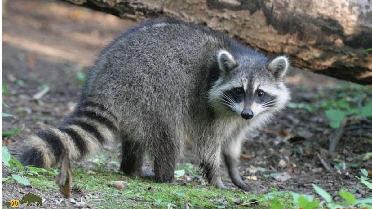 ویژگی‌های عجیب «دم راکون» که هرگز آن‌ها را نمی‌دانید