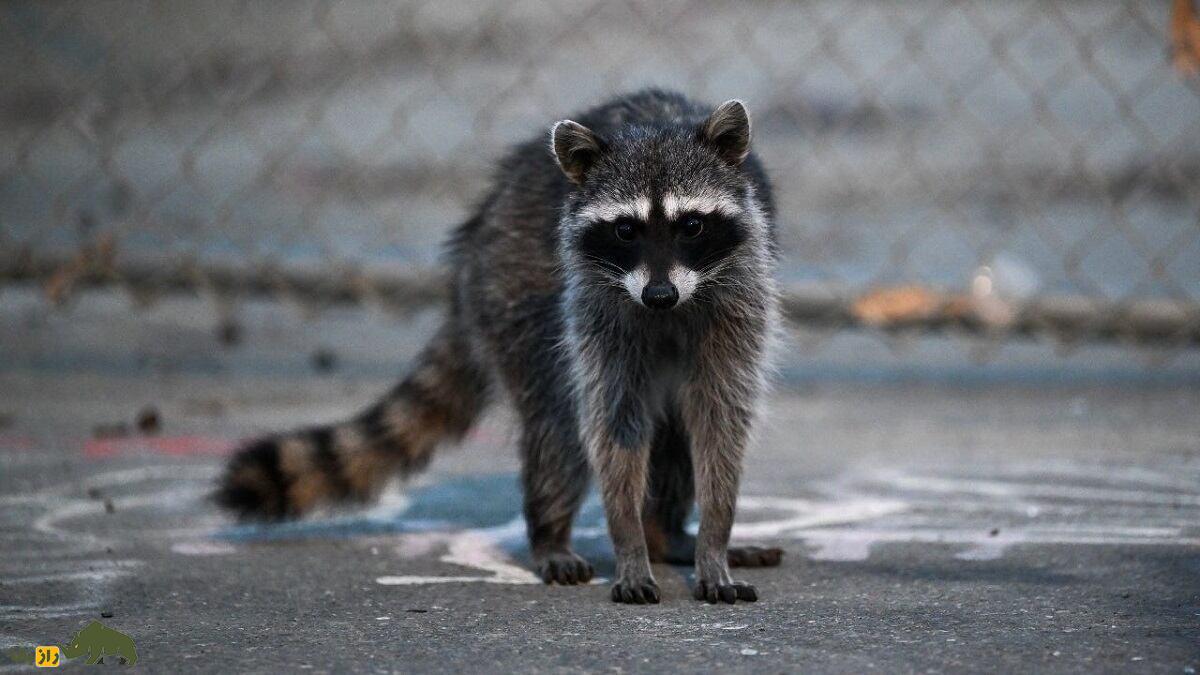 ویژگی‌های عجیب «دم راکون» که هرگز آن‌ها را نمی‌دانید